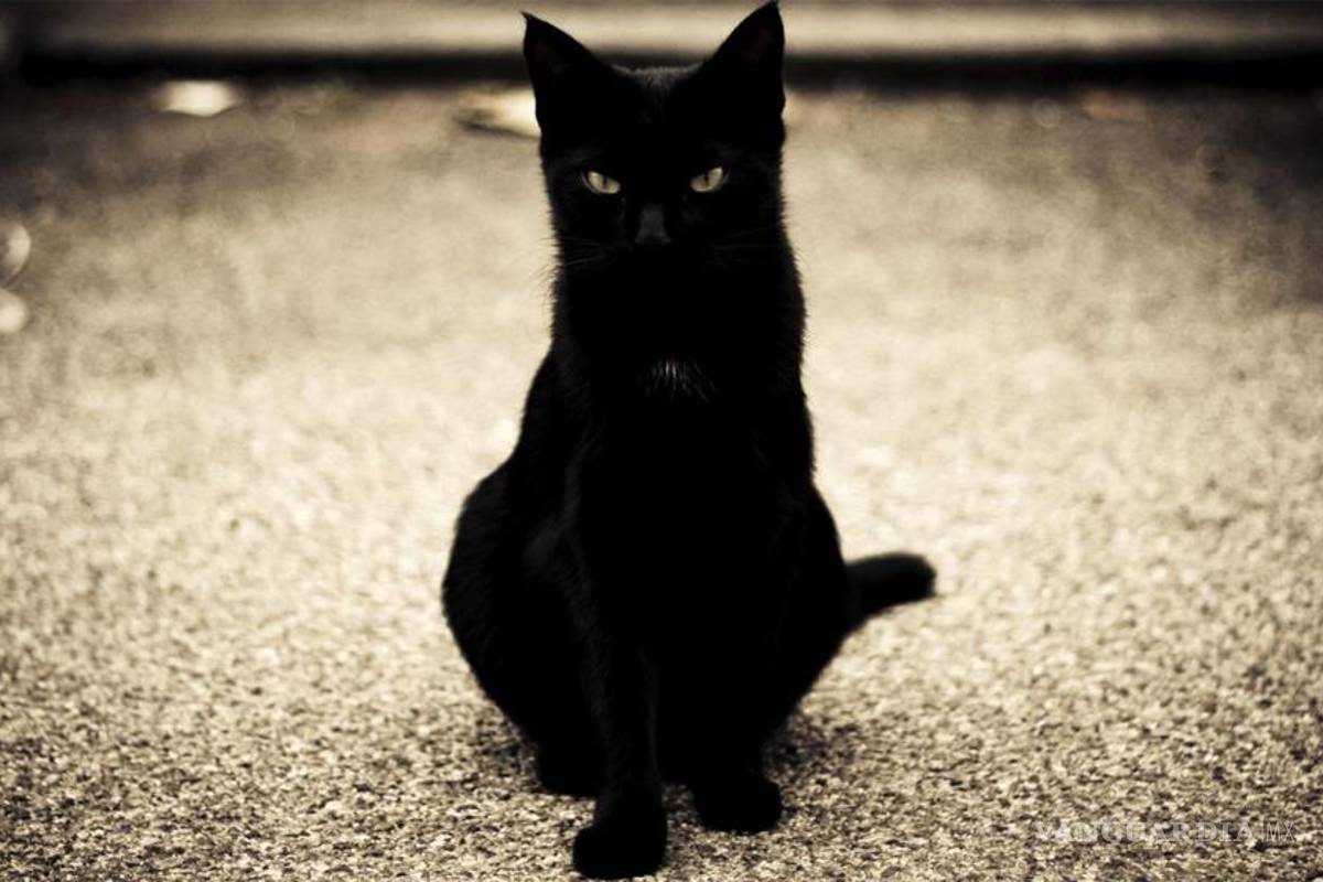 Gatos negros, ¿por qué dicen que son de mala suerte?