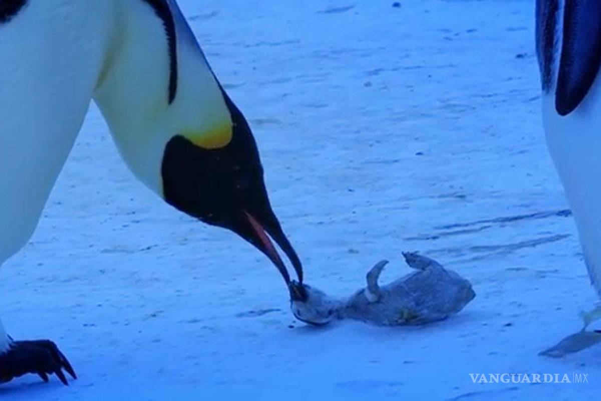 Madre pingüino llora por su cría congelada (video)