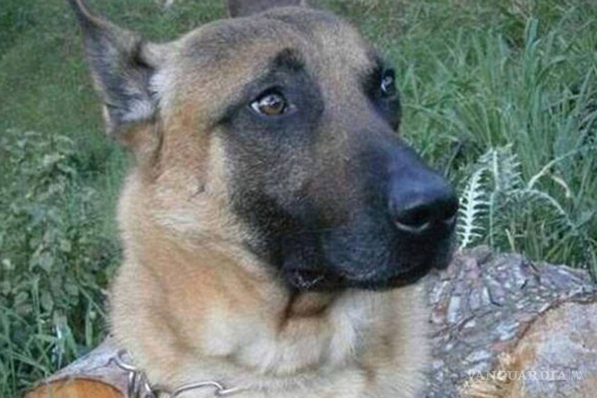 Perra policía que murió en atentados de París recibirá medalla póstuma