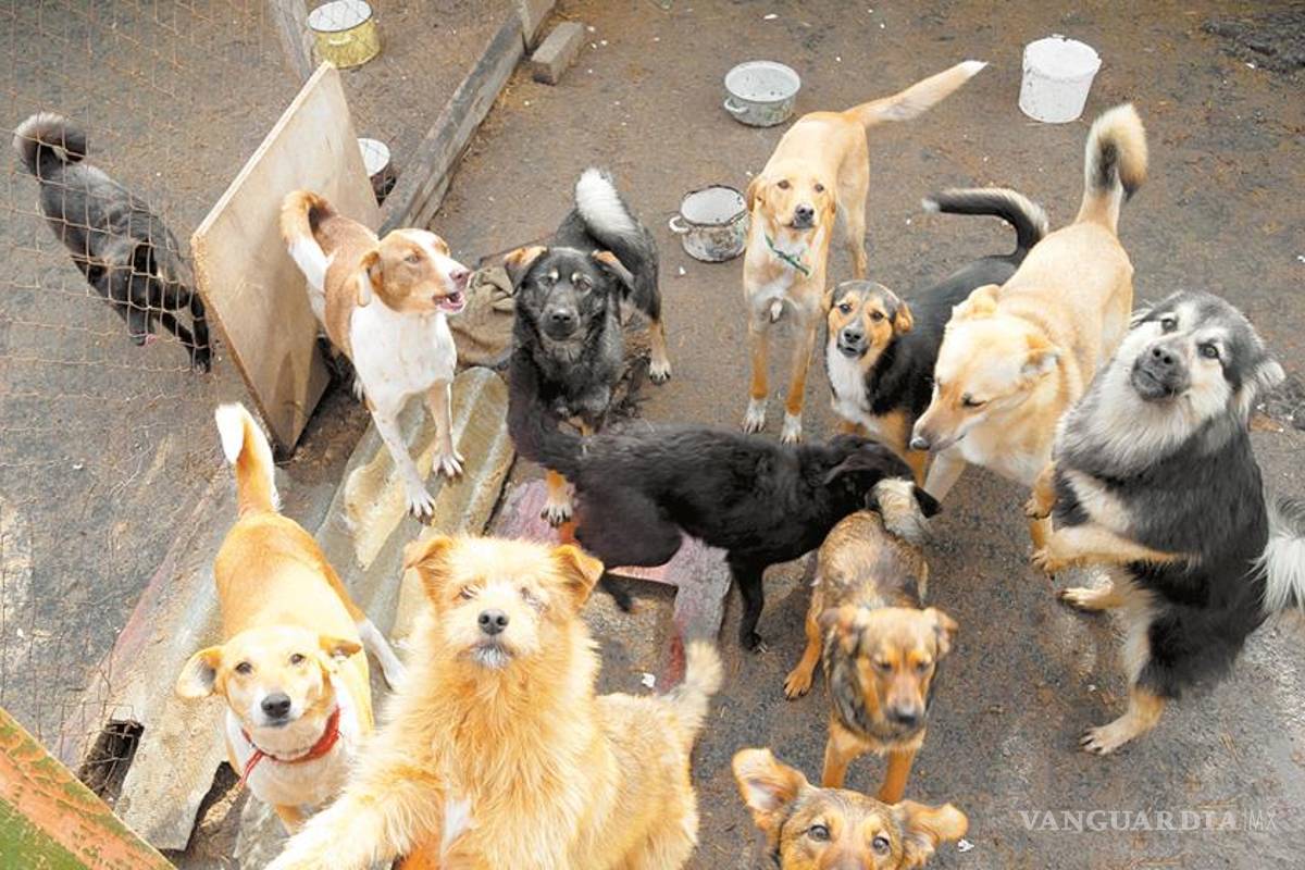 Acuña: disminuye población canina callejera en tras campañas de esterilización