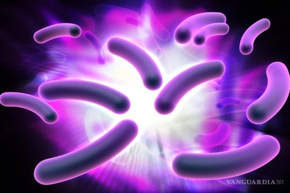 La evolucion de las bacterias, una carrera de largo aliento