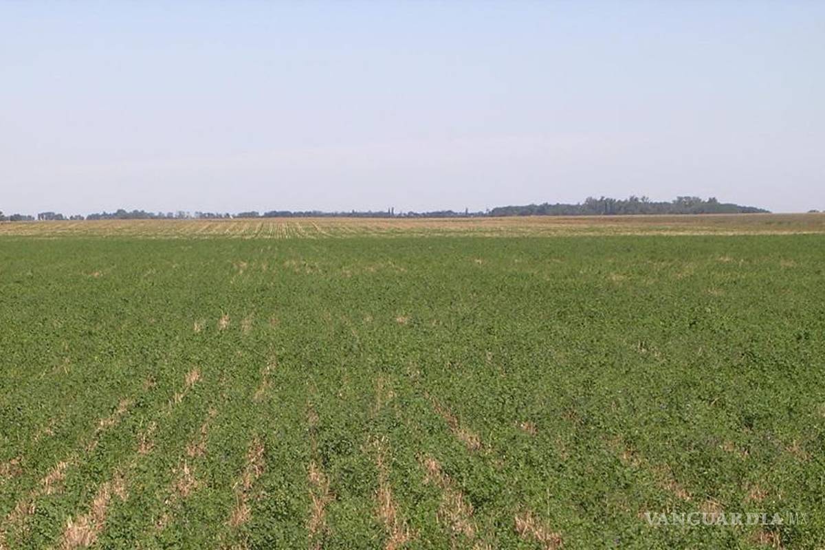 No más cultivos de alfalfa en la Laguna