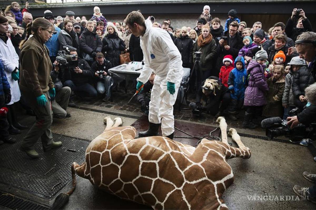 Sacrifican a jirafa en zoológico de Copenhague pese a campaña online