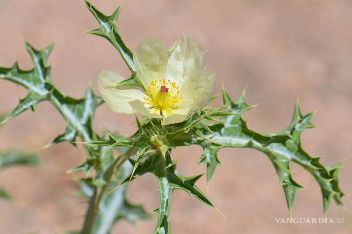 Plantas del desierto de Sonora tienen potencial contra el cáncer