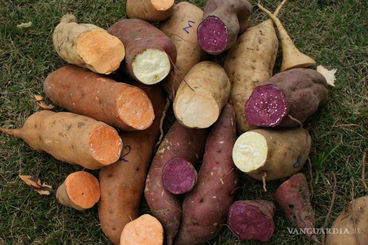 Desarrollan en UNAM productos de camote contra desnutrición