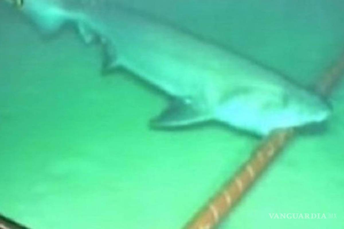 Tiburones rompen los cables submarinos de Google