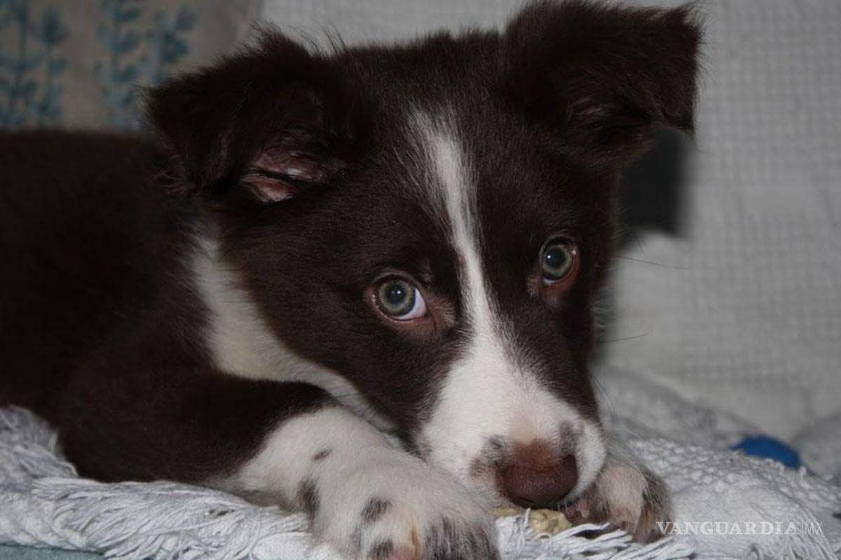 Los perros no se arrepienten, aseguran expertos