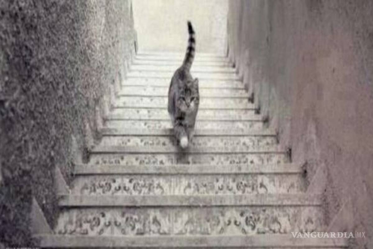 '¿Gato sube o baja?': el nuevo debate viral en Twitter