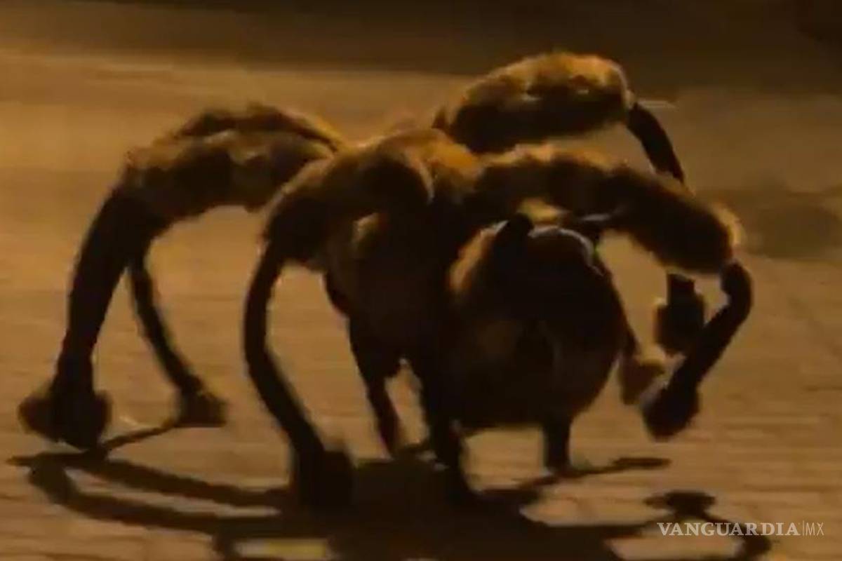 'Chica', la araña mutante que siembra el pánico arrasa en la red (video)