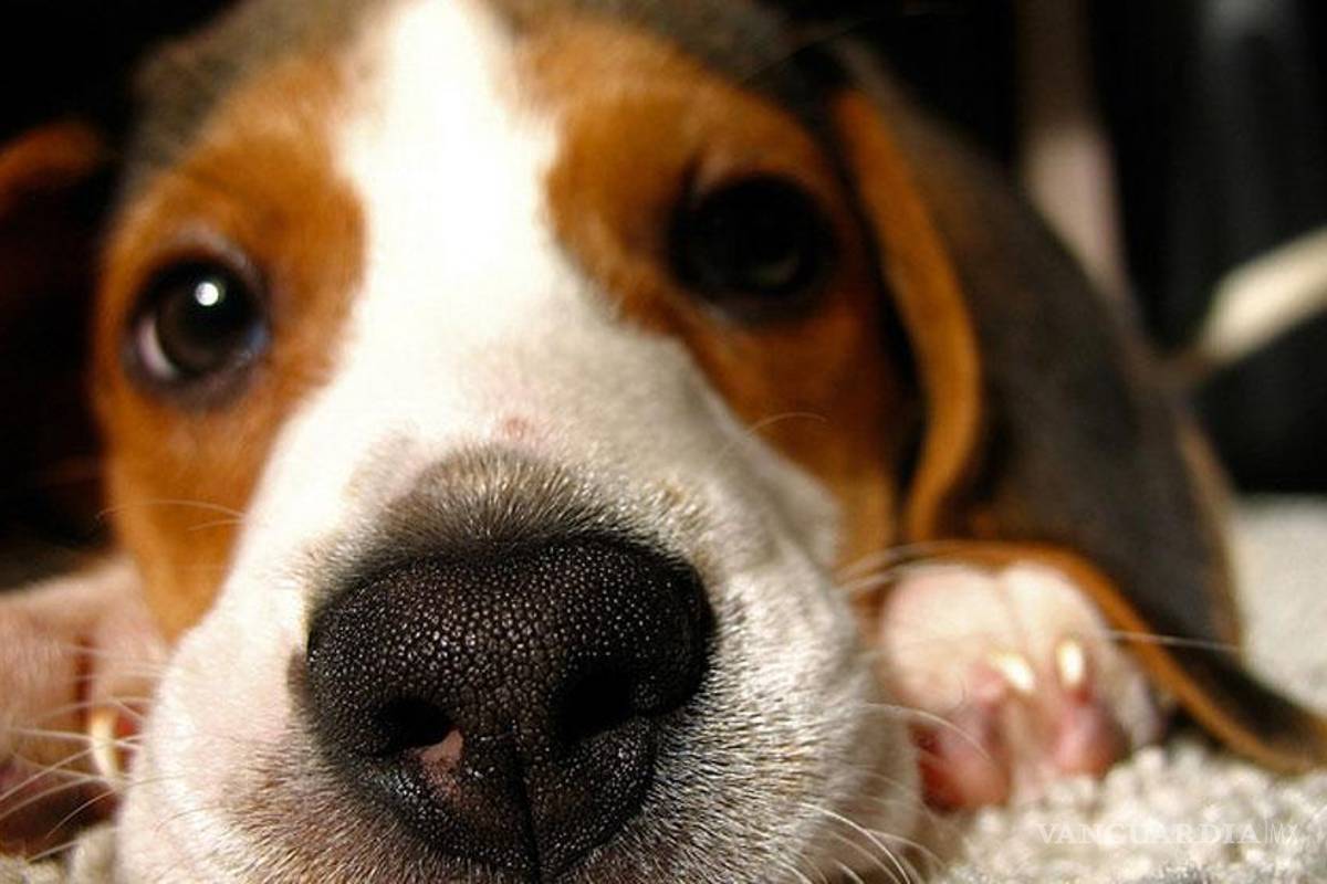 En NL proponen cortar cuerdas vocales a perros, para que no molesten