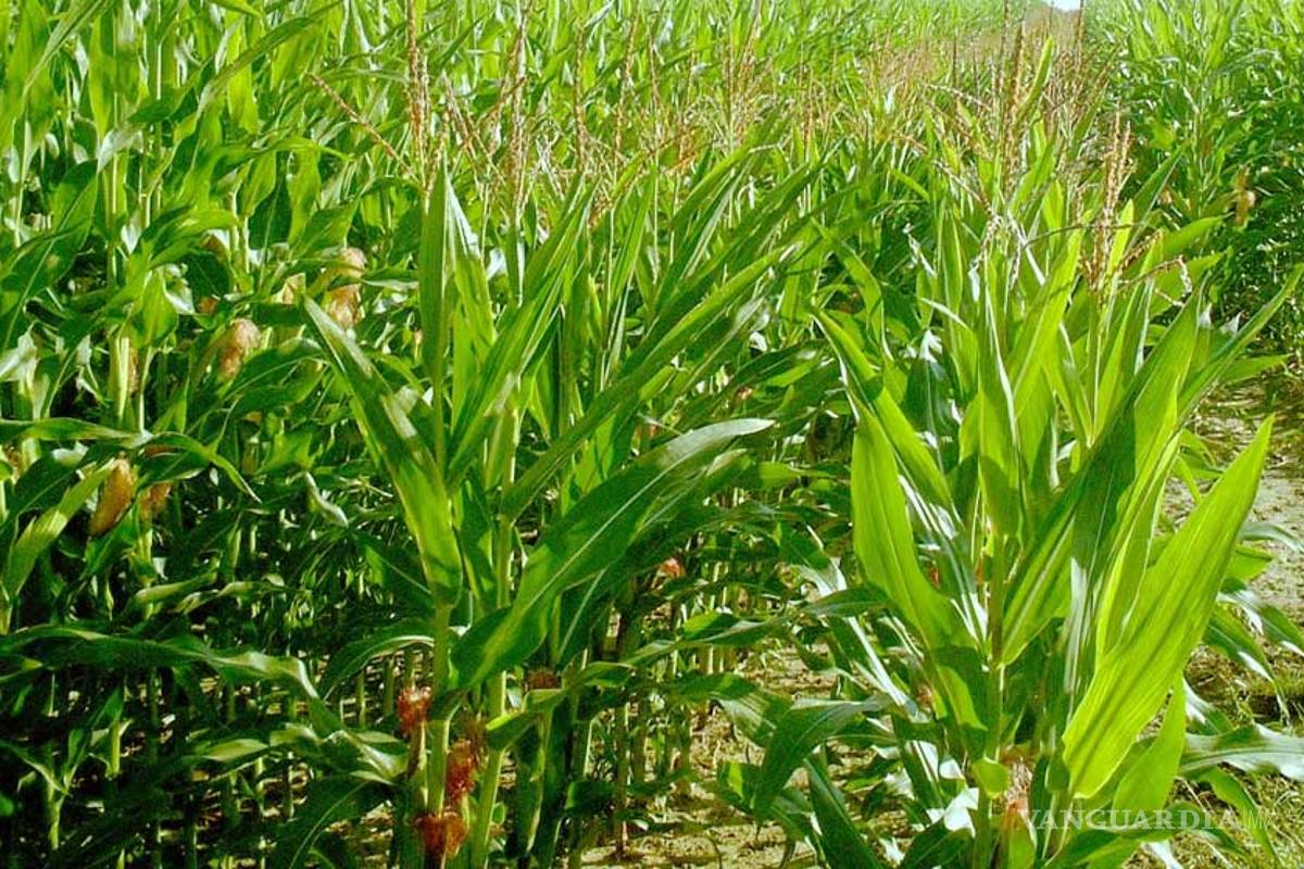 Transgénicos dificultan acceso de campesinos a semillas