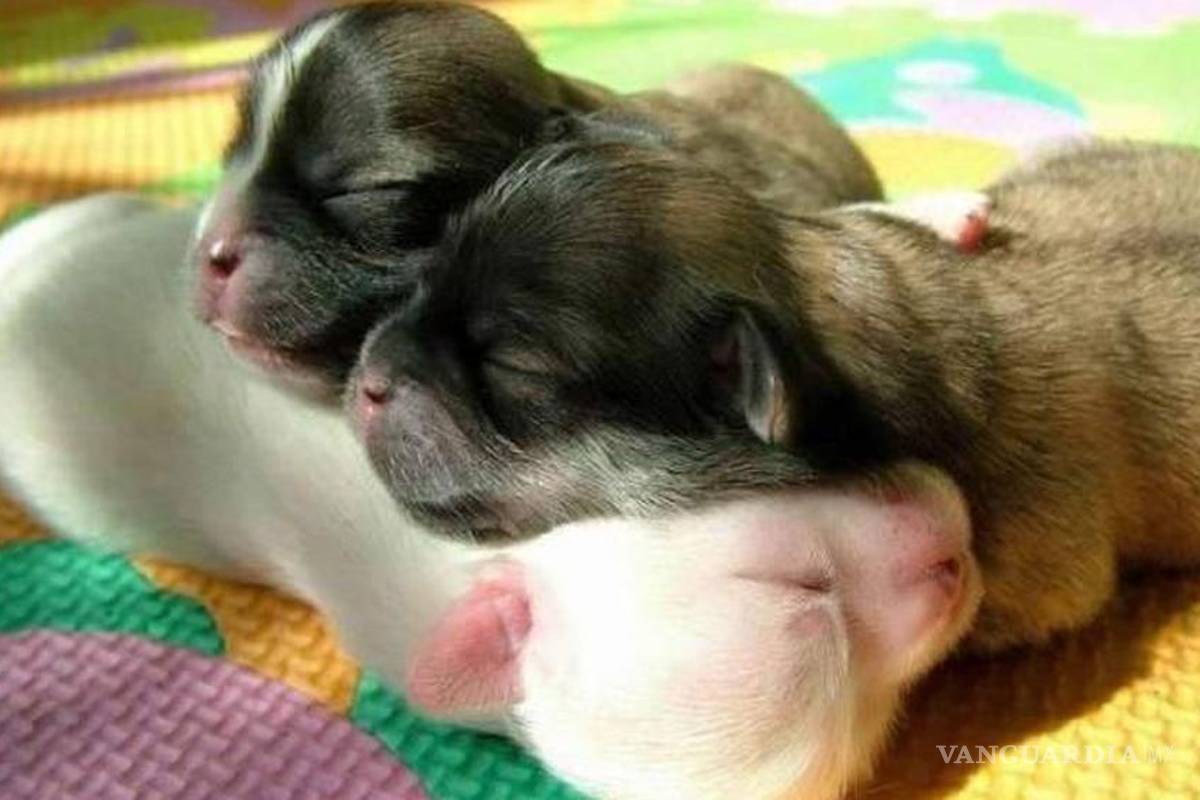 Buscan controlar venta de animales por internet