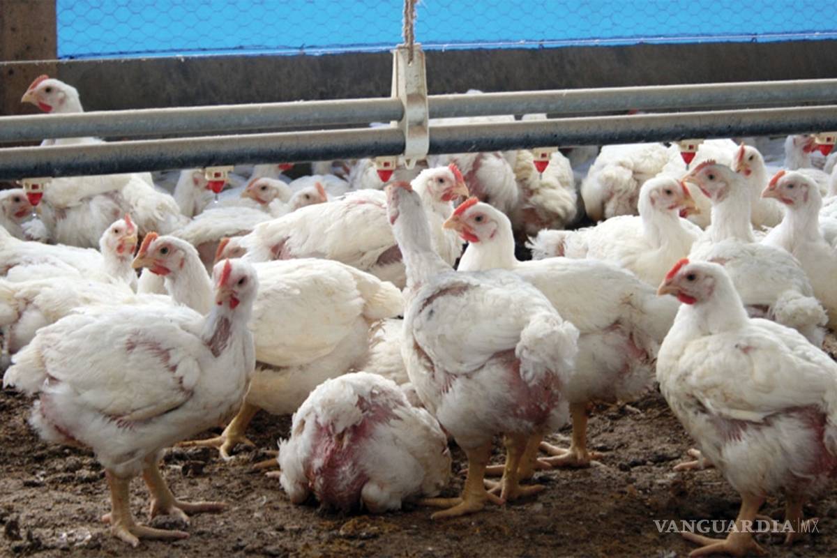 Sacrifican 512 mil aves por brote de gripe aviar en granja de Sinaloa