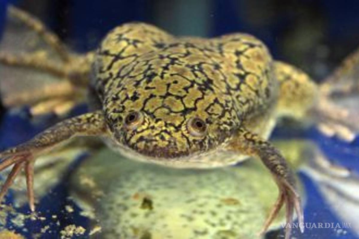 Luchar contra el cáncer con la rana que ha ganado el Nobel