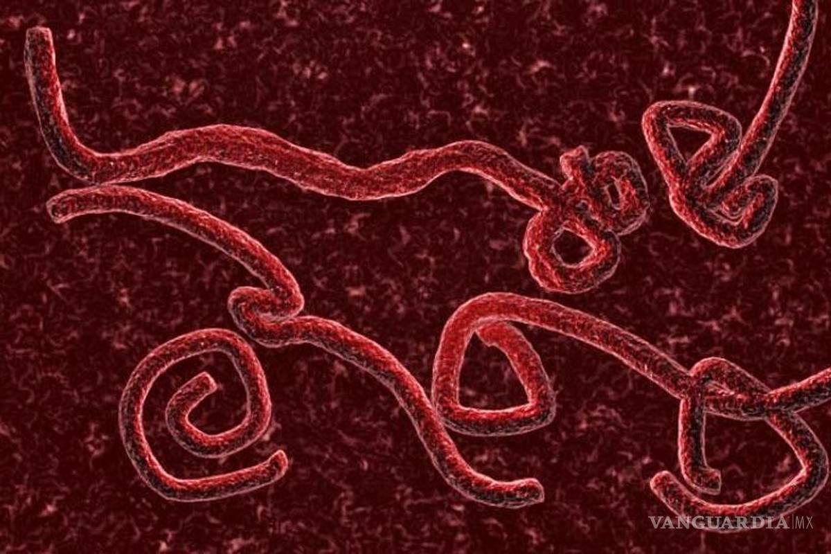 Qué es el ébola, cómo se contagia y sus síntomas