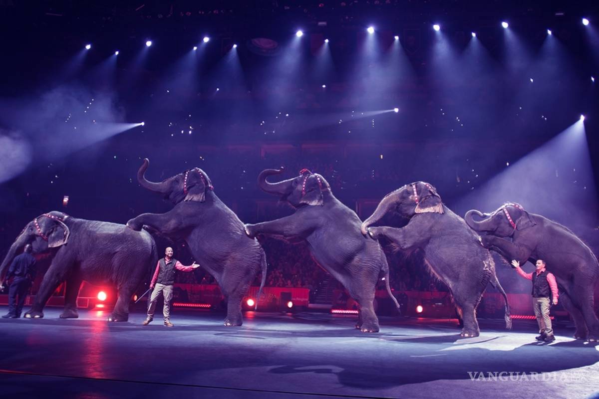 Sacrificarán a más de 4 mil animales de circo