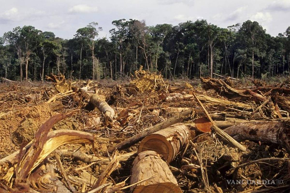 La Amazonia perdió 5 mil 891 kilómetros cuadrados de bosques en 2013