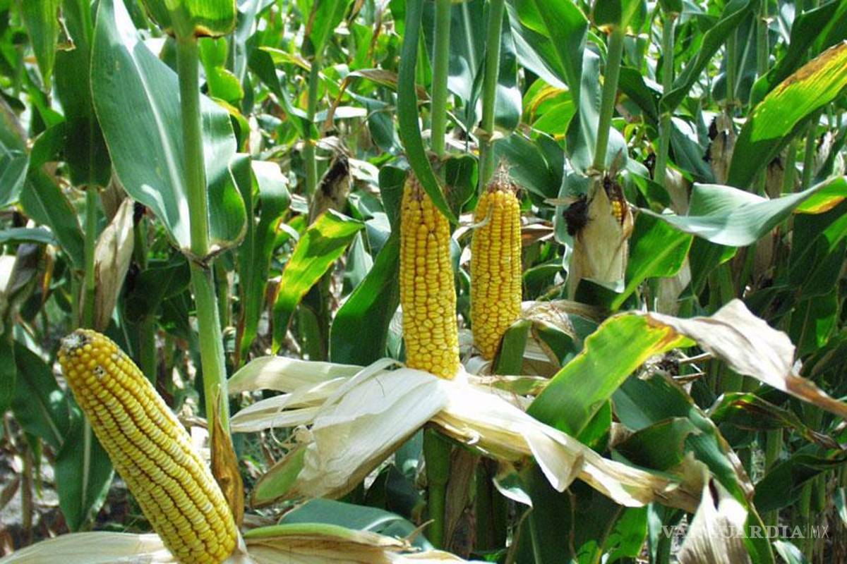 Científicos exigen que México rechace siembra de maíz transgénico