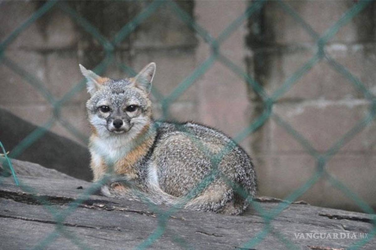 Profepa decomisa 92 ejemplares de zoológico en Veracruz