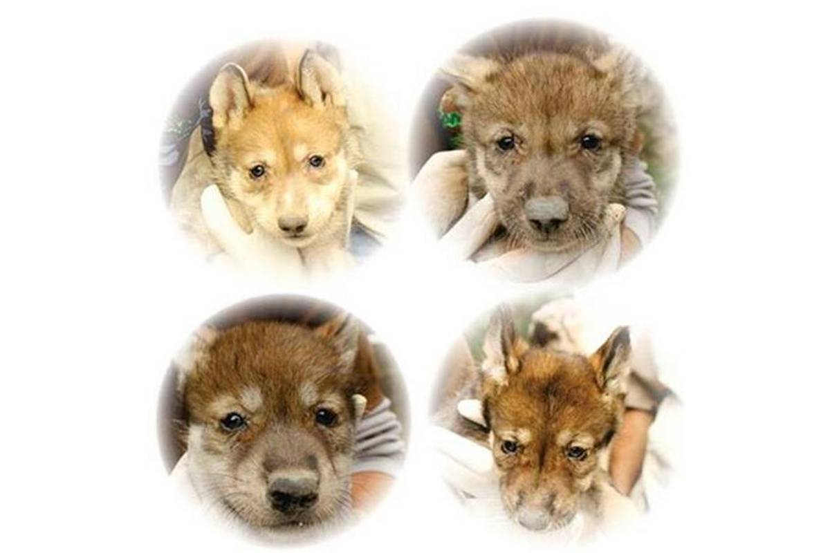 Nacen cuatro lobeznos por primera vez en Tamaulipas