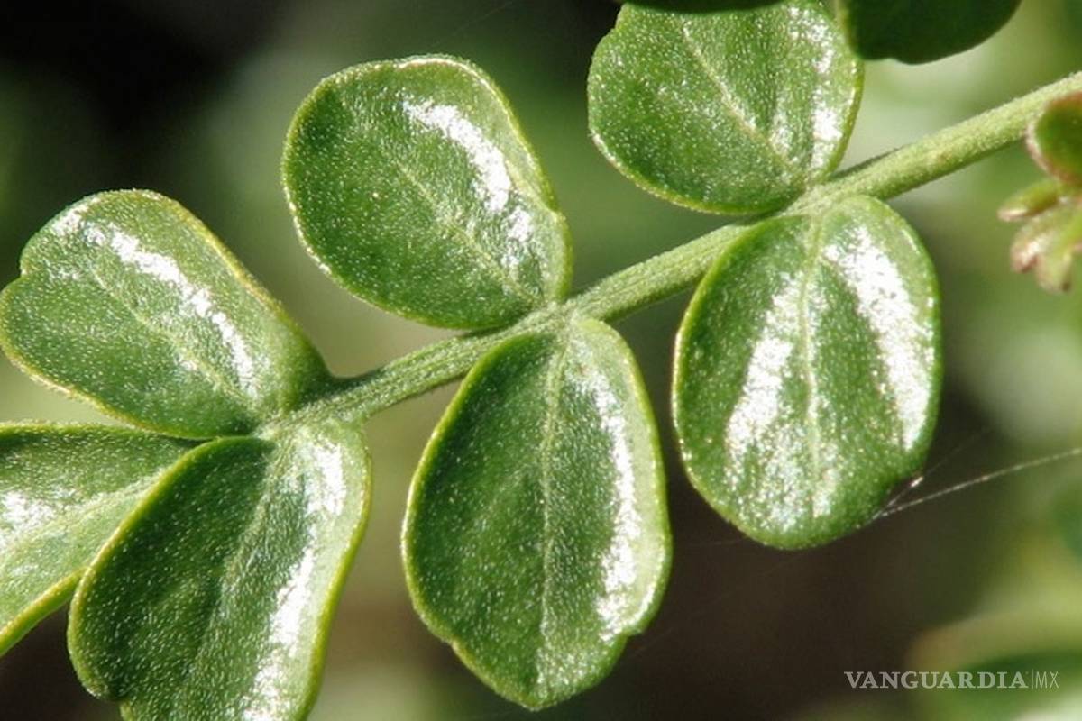 Copalchi, planta que puede ayudar contra la diabetes