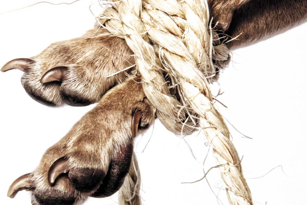 ¡Tenemos a tu perro!: Crónicas de secuestros caninos