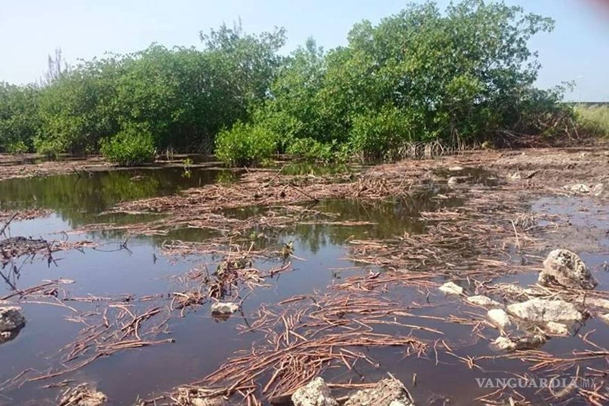 Problemas en el paraíso: qué pasa con el manglar en Cancún