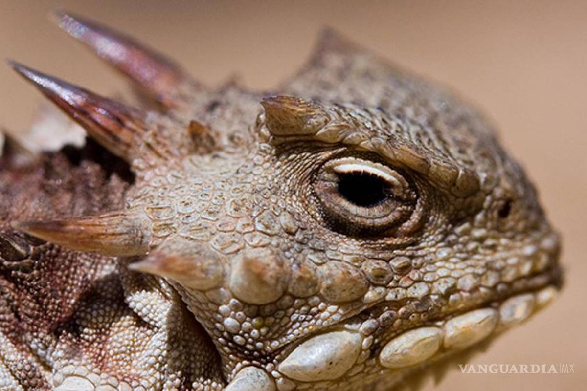 Descubren nueva especie de lagartija en México