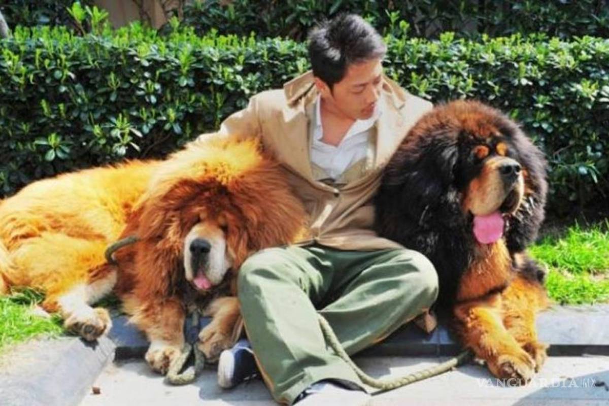 Perro más caro del mundo costó 25 millones de pesos