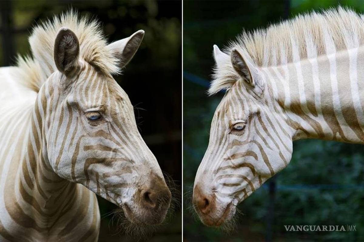 Conoce a Zoe, la cebra de ojos azules y rayas doradas