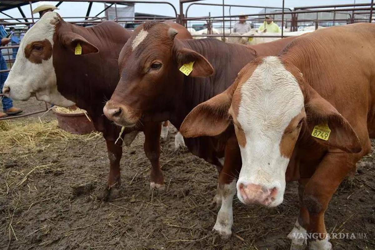 Por cierre fronterizo reportan ganaderos de Coahuila pérdidas por 12 millones de dólares