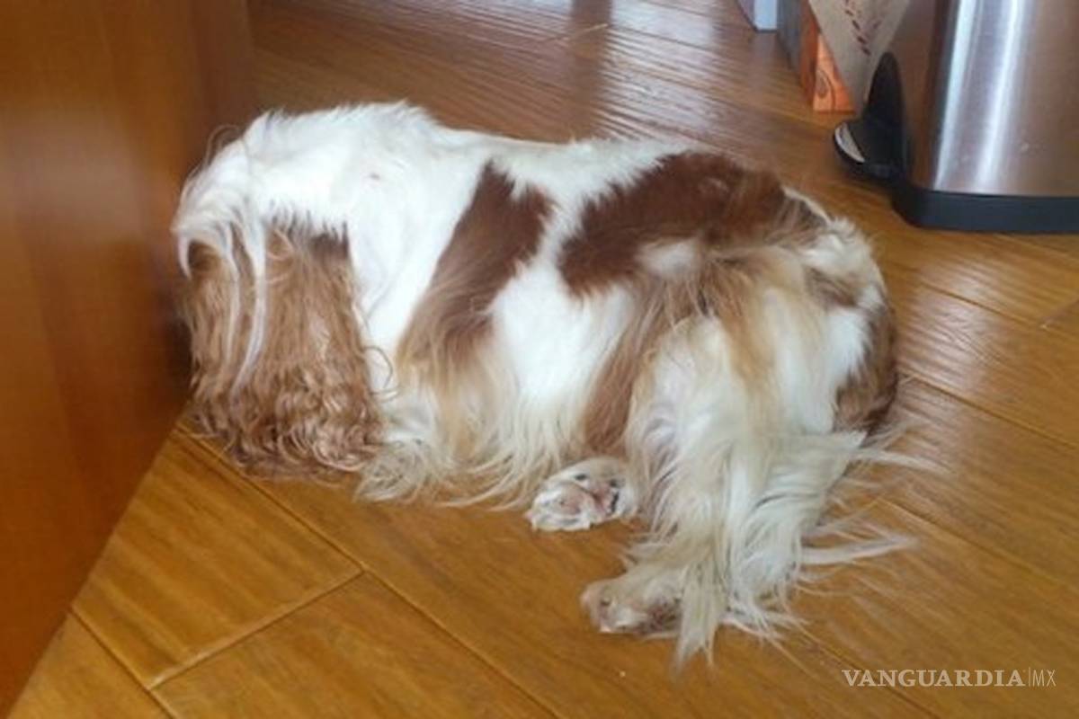 Este comportamiento indica que tu perro puede estar sufriendo una severa enfermedad