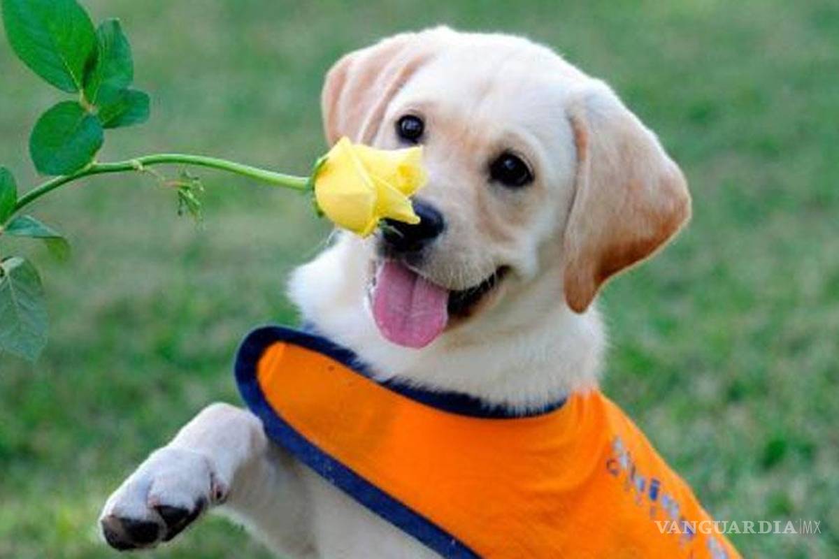 La memoria de tu perro sólo dura 2 minutos