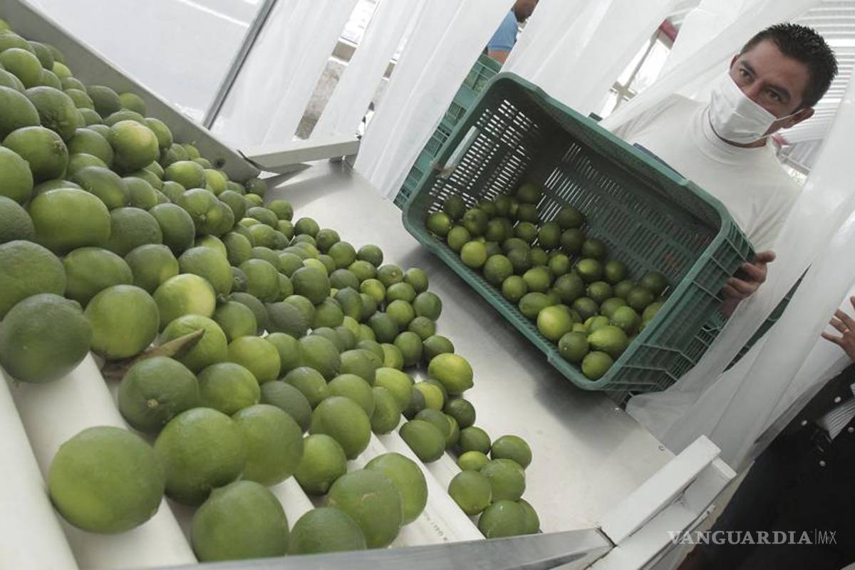 Limón persa alcanza precio récord en Tabasco: $63.90 el kilo
