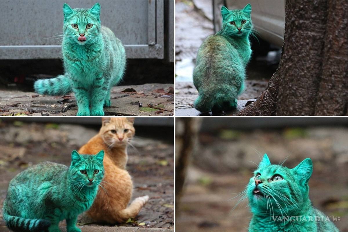 Misterioso gato verde es captado en las calles de Bulgaria