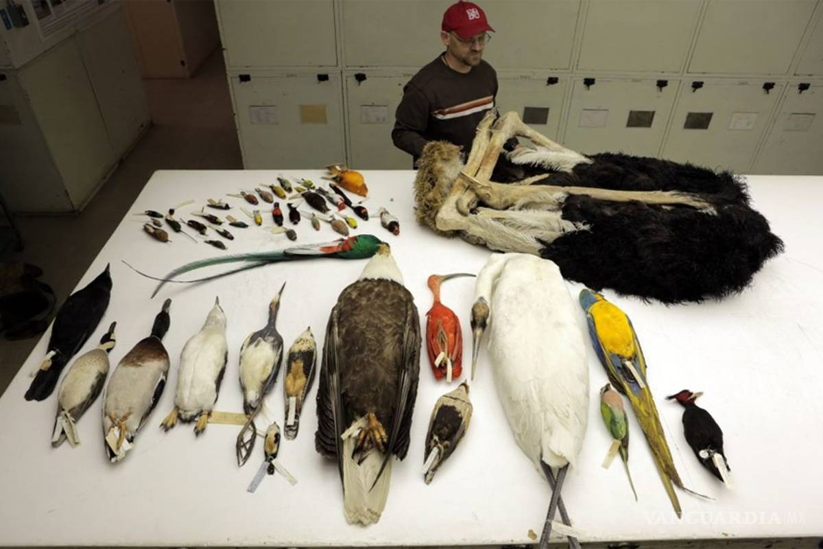 Aves se adaptan al cambio climático para evitar su extinción