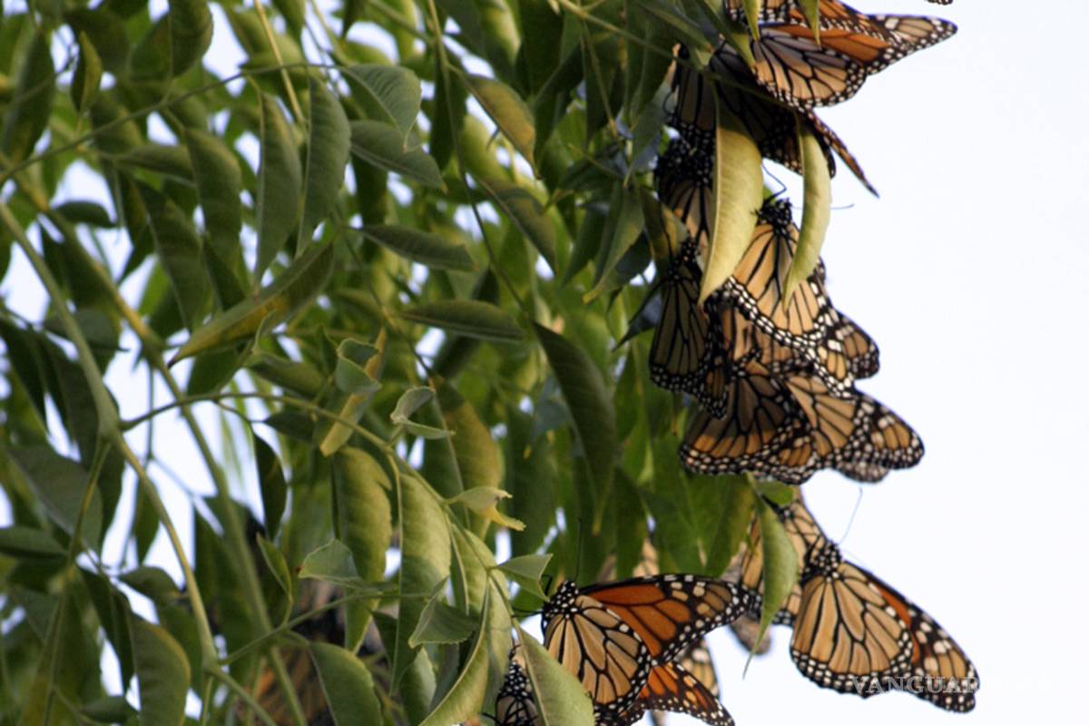 Avistan a la mariposa Monarca a su paso por Coahuila