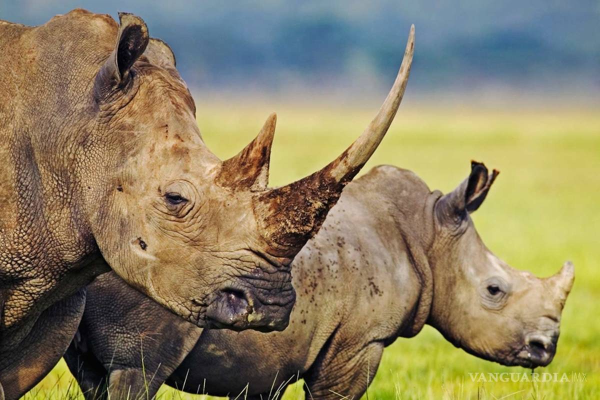 Cuernos artificiales para salvar rinocerontes