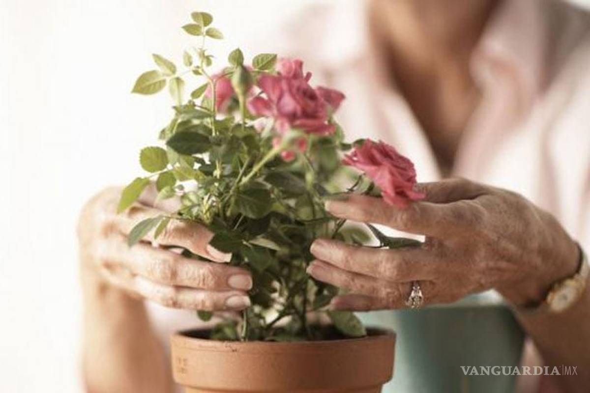 Cómo plantar rosales en macetas