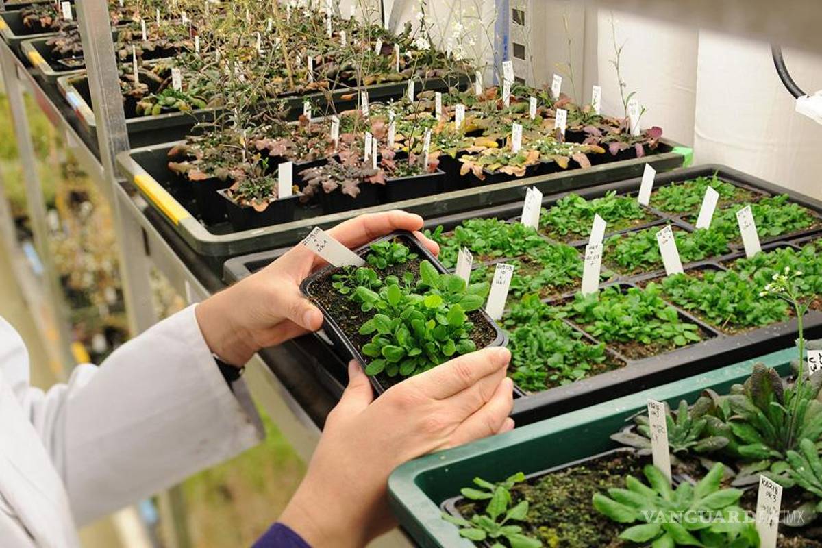 Científica profundiza en bacterias que podrían causar obesidad