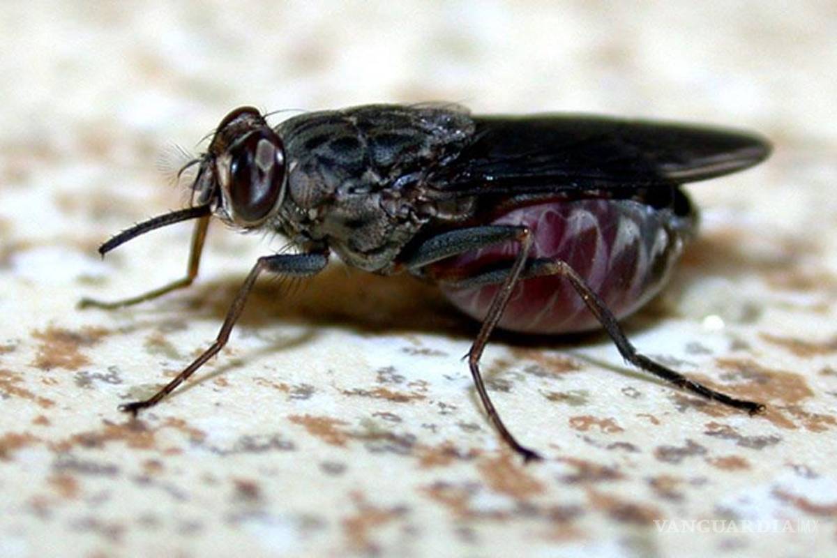 Científicos belgas descubren una posible cura para la "enfermedad del sueño"