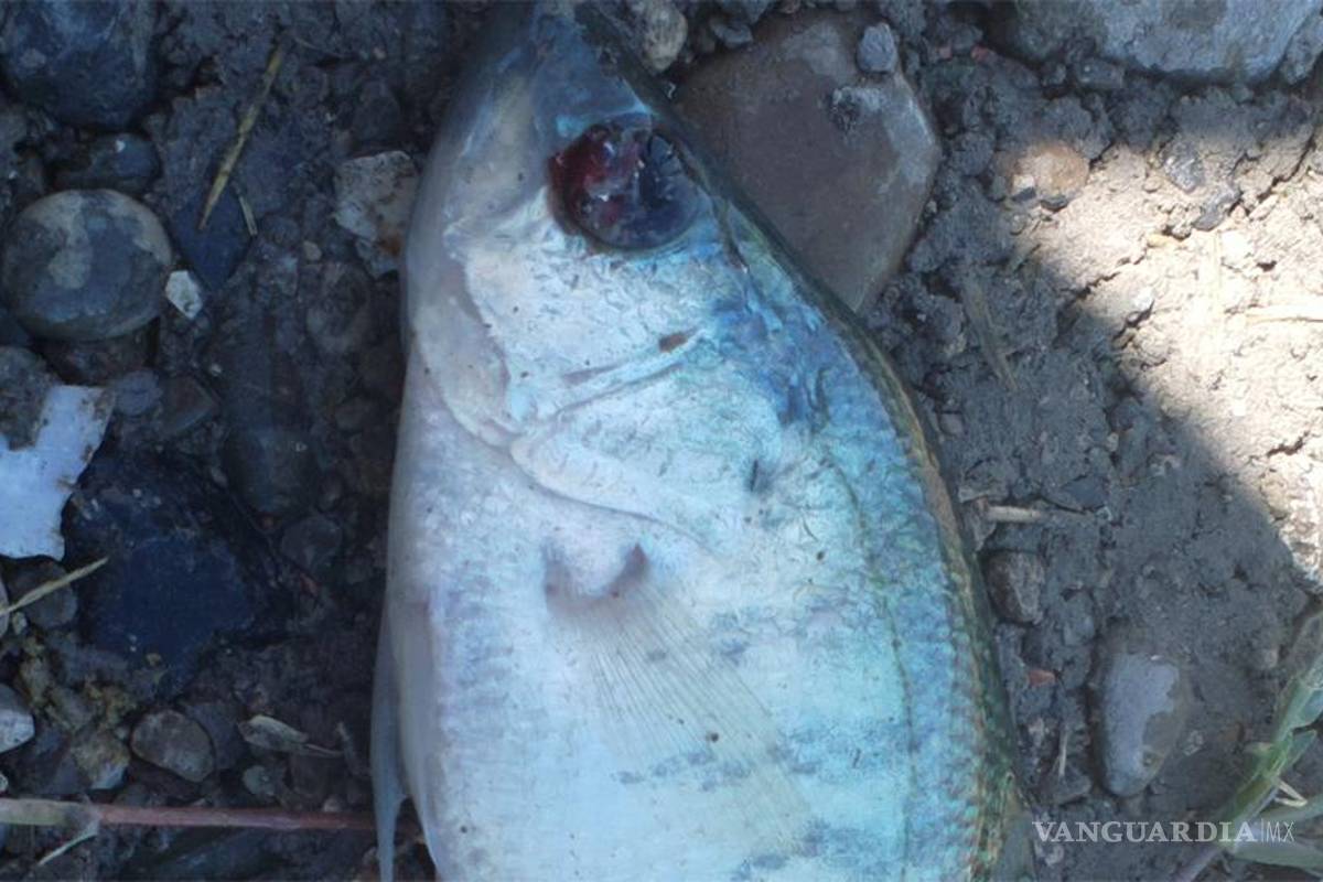 Ecocidio en el Río Sabinas; mueren miles de peces