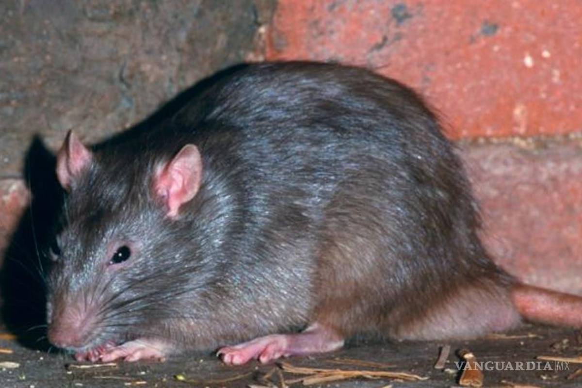 Peligrosas ratas mutantes escapan de laboratorio en Reino Unido