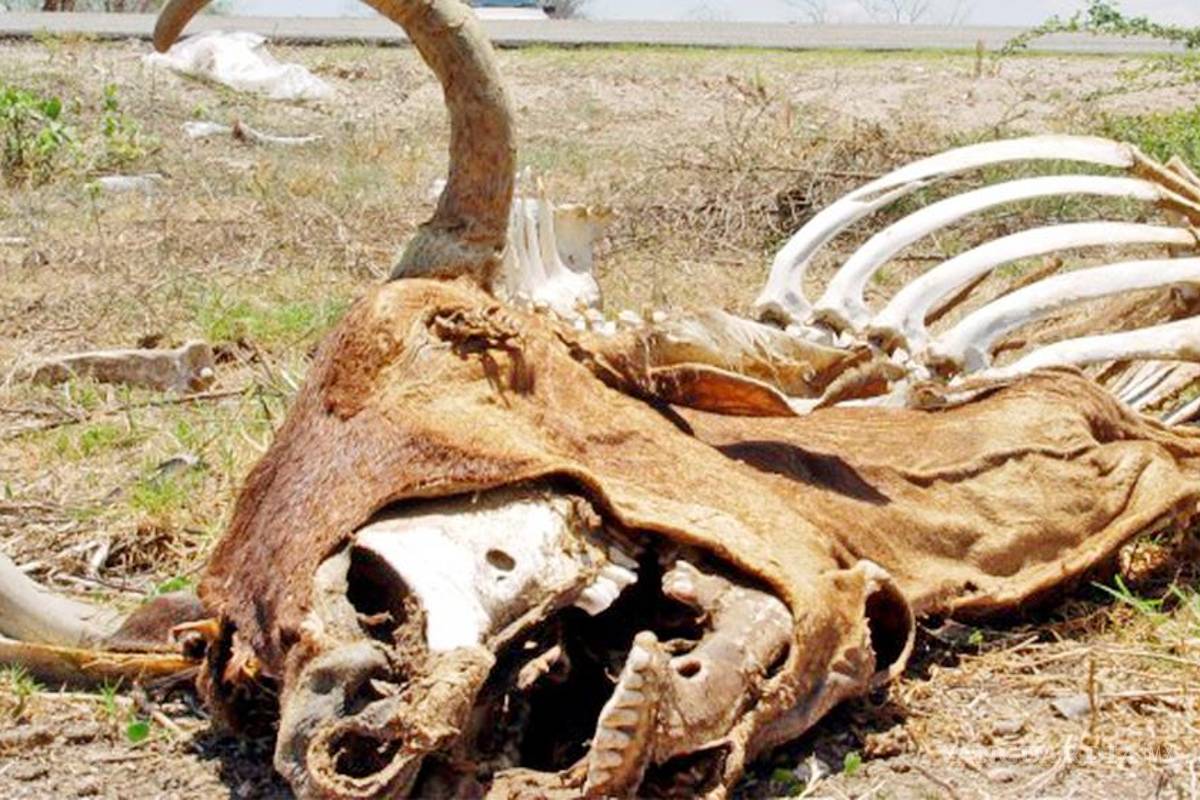 Conagua: 38% del territorio nacional sufre algún nivel de sequía