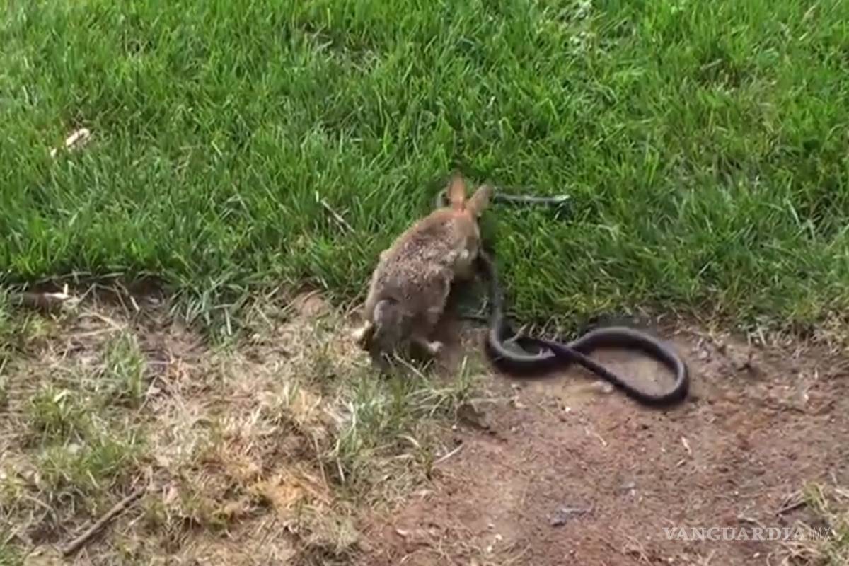 Conejo defiende a su cría de una serpiente