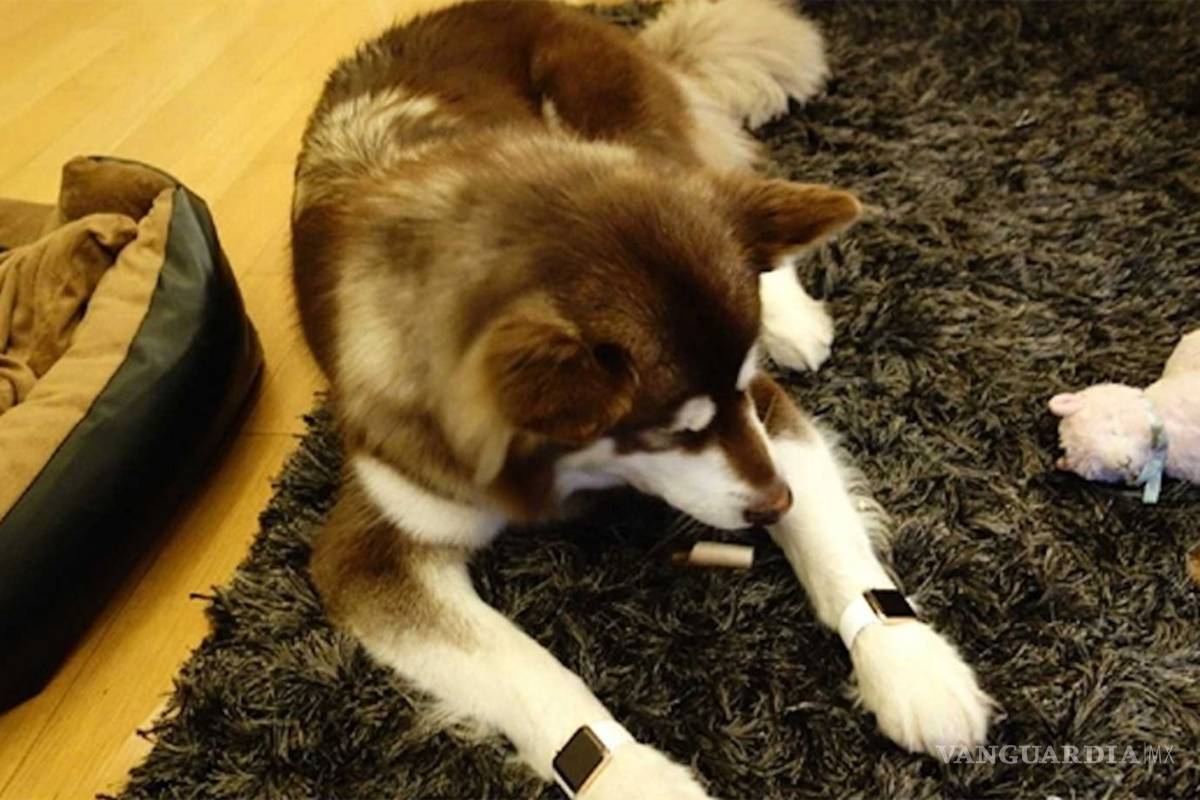 Le compró dos Apple Watch de oro a su perro