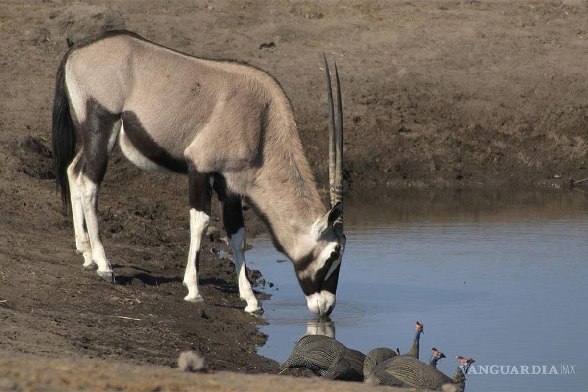 Nace por primera vez en el Zoológico de Chapultepec un Orix Gemsbock