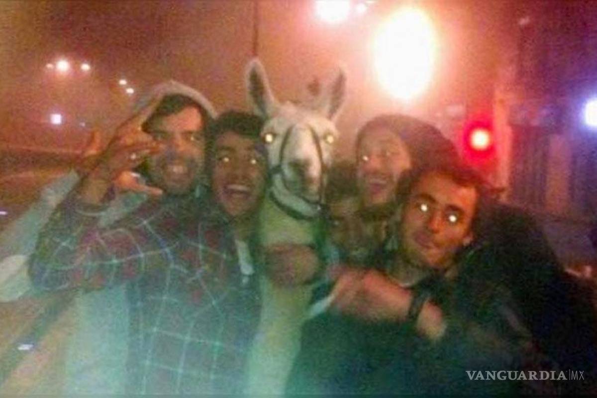 Se llevan de parranda a una llama en Francia