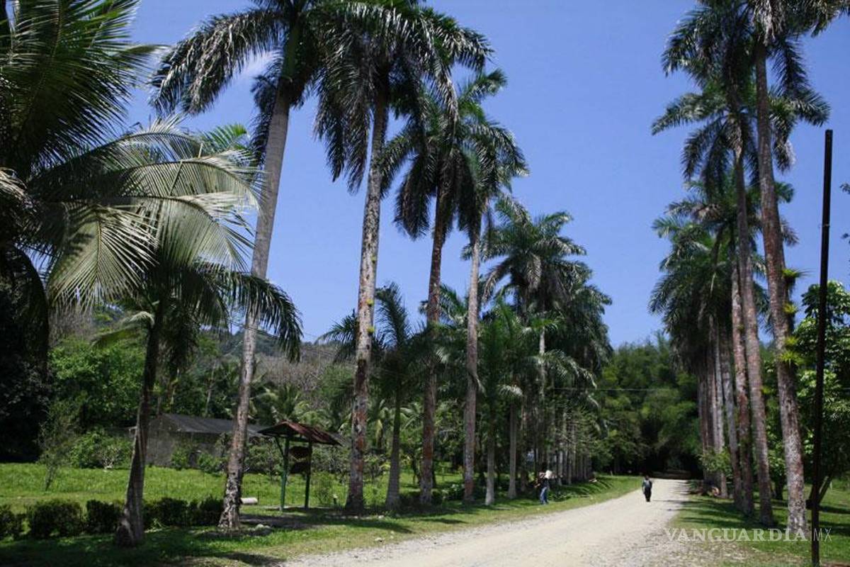 Lancetilla, joya vegetal de Honduras