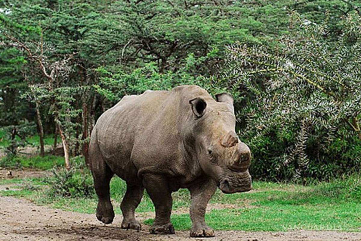 Sólo queda un rinoceronte blanco norteño en todo el mundo
